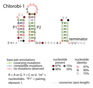 <span class="mw-page-title-main">Chlorobi-1 RNA motif</span>