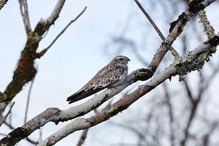 Sintang pasir (burung)