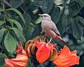 Chstnut tailed starling- Mahaveer udyan, Sangli-3nov19.jpg