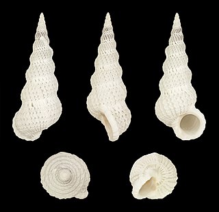 <i>Cirsotrema</i> genus of molluscs