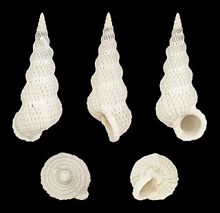 Cirsotrema genus of molluscs