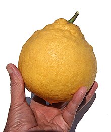Citronnier — Wikipédia