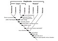 Cladograma de zingiberales, com suas apomorfias.jpg