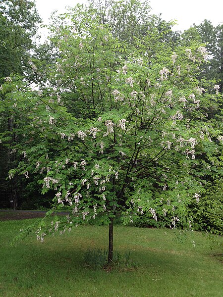 File:Cladrastis kentukea 'Perkin's Pink' 0009.jpg