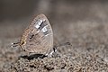 * Nomination Close wing mud puddling behaviour of Jamides pura (Moore, 1886) - White Cerulean --ManaskaMukhopadhyay 05:45, 9 May 2023 (UTC) * Promotion  Support OK quality. --Charlesjsharp 08:51, 9 May 2023 (UTC)