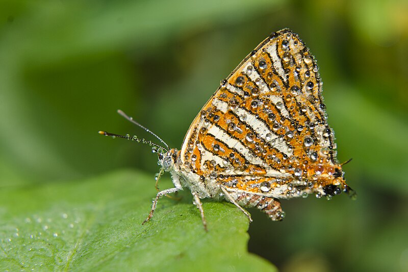 File:Close wing position, a drenched specimen of Spindasis vulcanus (Fabricius, 1775) – Common Silverline.jpg