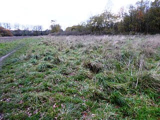 <span class="mw-page-title-main">Coalville Meadows</span> Biological Site of Special Scientific Interest in Leicestershire, England