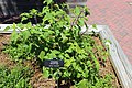 Friendship Hybrid Sage Salvia 'Amistad'