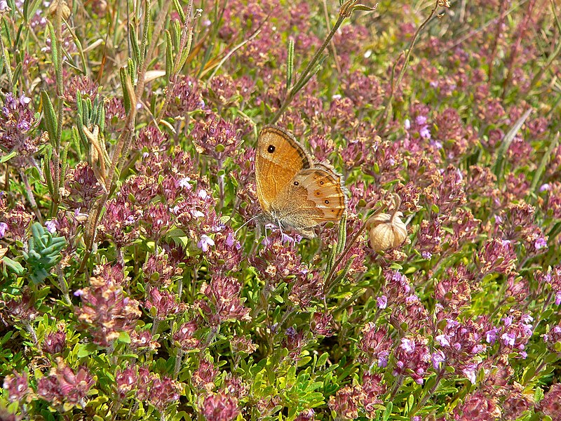 File:Coenonympha dorus microphtalma (8332211711).jpg