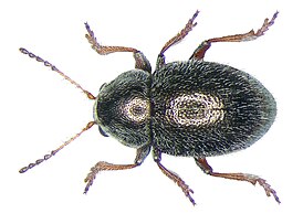 Colaspidea