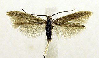 <i>Coleophora boreella</i> Species of moth