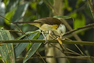 Collared babbler Species of bird