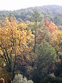 ]] (Vallès Occidental, Baix Llobregat, Barcelonès) (Sant Cugat del Vallès, Barcelona, Cerdanyola del Vallès i altres). This is a a photo of a natural area in Catalonia, Spain, with id: ES510066 Object location 41° 26′ 24″ N, 2° 06′ 36″ E  View all coordinates using: OpenStreetMap