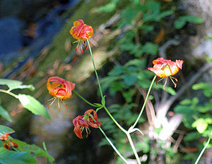 Columbia Tiger Lilies (Lilium columbianum) in San Francisquito Creek valley below Searsville Dam Columbia Tiger Lily on San Francisquito Creek July 2011.jpg