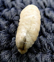 P. gibbosus larvae Common wasp larva.jpg