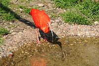 Ibis rouge