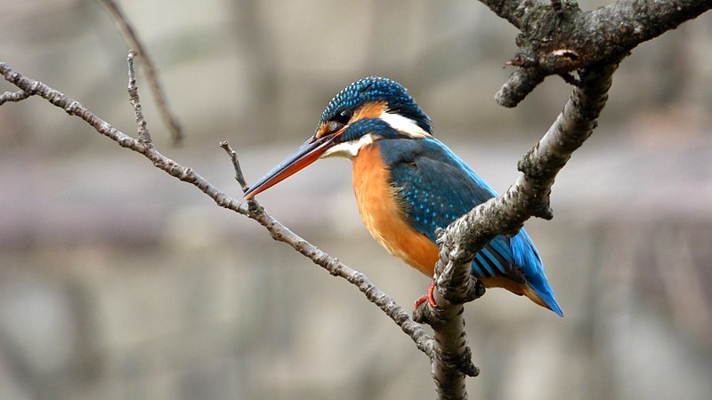 File:Concentrating Female Kingfisher - 29 Dec. 2014.jpg
