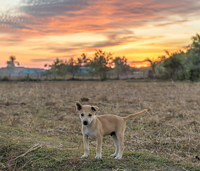 File:Contre-jour photograph of a standing puppy at sunset with colorful sky in Don Det Laos.jpg