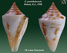 Conus portobeloensis 1.jpg