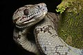 45 Corallus hortulanus head, Peru uploaded by Bruce1ee, nominated by Christian Ferrer