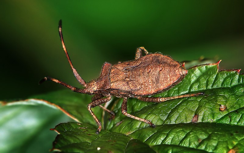 File:Coreus marginatus Lederwanze Richard Bartz.jpg