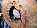 Corkscrew - bald cypress with strangler fig inside.jpg