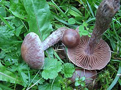 Dark brown mushrooms on grass