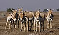 Indiase wilde ezels