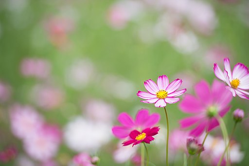 Cosmos flower field -3 (8101335885)