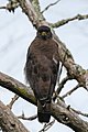 * Nomination Crested serpent eagle back with head turned 180deg (Spilornis cheela melanotis), Mudumalai, TN, India --Tagooty 01:34, 22 November 2022 (UTC) * Promotion  Support Good quality -- Johann Jaritz 03:28, 22 November 2022 (UTC)