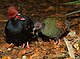 Crested Wood Partridge (Rollulus rouloul), male and female.jpg