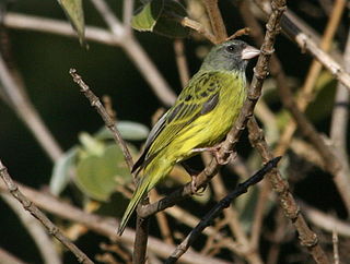 Southern citril Species of bird