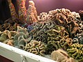 Horgolt hiperbolikus síkokból álló korallzátony