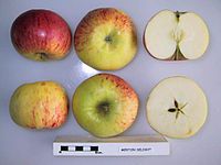 Cross section of Merton Delight (LA 74A), National Fruit Collection (acc. 1978-307).jpg