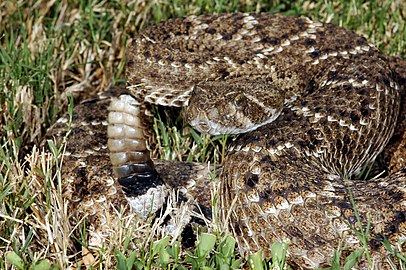 Crotalus atrox