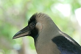 Crow in Tamil Nadu 01.jpg