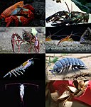 Arthropoda: Phylum o kalapian ng mga hayop na imbertebrado