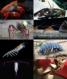 1-й ряд: краб Grapsus grapsus, европейский омар; 2-й ряд: Procambarus clarkii, креветка Lysmata amboinensis; 3-й ряд: антарктический криль, мокрица Hemilepistus reaumuri; 4-й ряд: каляноид (Calanoida indet.), морская уточка Lepas sp.