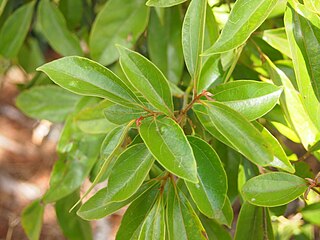 Foliage