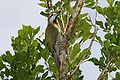 Xiphidiopicus percussus (Carpintero Verde) endémica de Cuba.