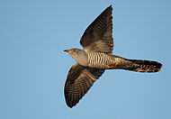 Common cuckoo Cuculus canorus vogelartinfo.jpg