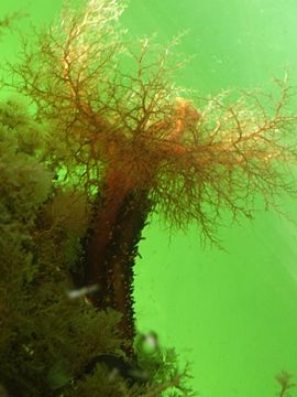 Cucumaria miniata, a filter-feeding sea cucumber.