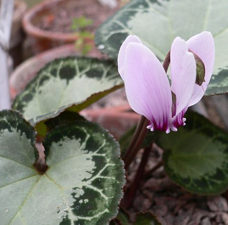 Cyclamen_graecum