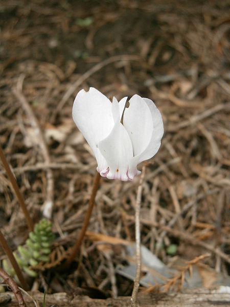 File:Cyclamen hederifolium album flower 03.jpg