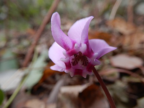 Cyclamen hederifolium in bloom