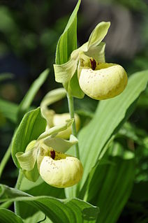 <i>Cypripedium flavum</i> Species of orchid