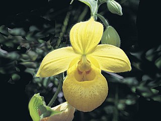 <i>Cypripedium irapeanum</i> Species of orchid