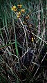 Cyrtopodium cristatum inflorescence Suriname