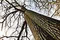 * Nomination Tree at Game reserve in Dülmen, North Rhine-Westphalia, Germany --XRay 03:45, 27 May 2021 (UTC) * Promotion  Support Good quality -- Johann Jaritz 04:02, 27 May 2021 (UTC)