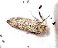 DSC00414 British Moths Ochsenheimeria taurella.jpg